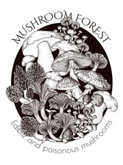 Vector illustration of a bush of edible and poisonous forest mushrooms. Chanterelles, porcini mushroom, honey mushrooms, fly agaric, morel