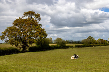 A field in Sussex in springtime, with a ewe and lambs in a field in the sunshine