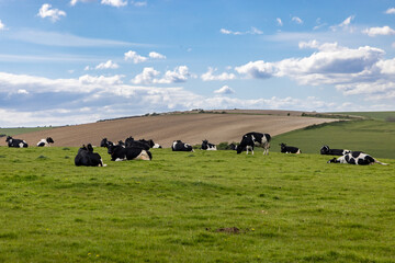 Cattle on a South Downs hillside, on a sunny spring day