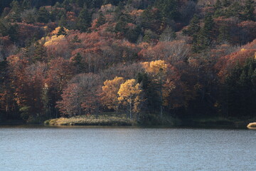 熟成極まる、10月末のダム湖畔の紅葉