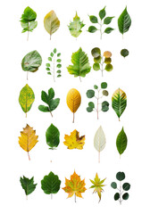 set of leaves