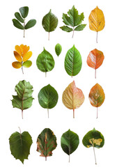 set of leaves