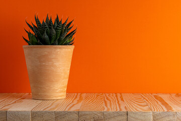Cactus plant in a pot on bright background. Minimal composition.