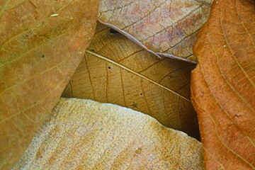 Frame of golden leaves 