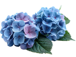 blue hydrangea flowers isolated on a transparent background. PNG 
