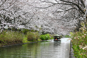 京都市の桜並木トンネルを進む伏見十石舟