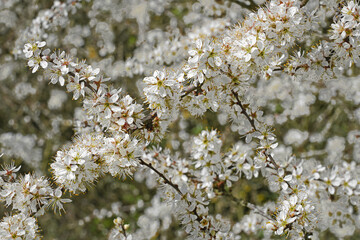 Schlehenblüten