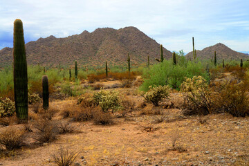 San Tan Mountains Sonora Desert Arizona - 793934343