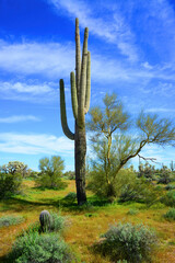 Old Saguaro Cactus Sonora desert Arizona - 793934383