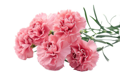 pink carnation flowers isolated on a transparent background. PNG	
