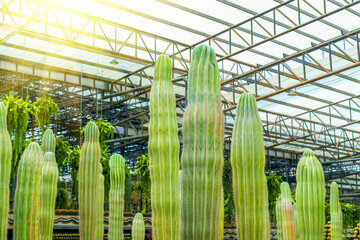 Cactus Saguaros under roof greenhouse