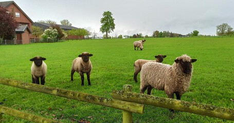 Fototapeta premium View of a farmer's field with sheep grazing