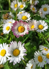 Blooming white daisies on a green meadow, original flower with pink petals