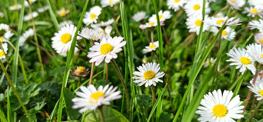 Blooming wild daisies on a green meadow, sunny day