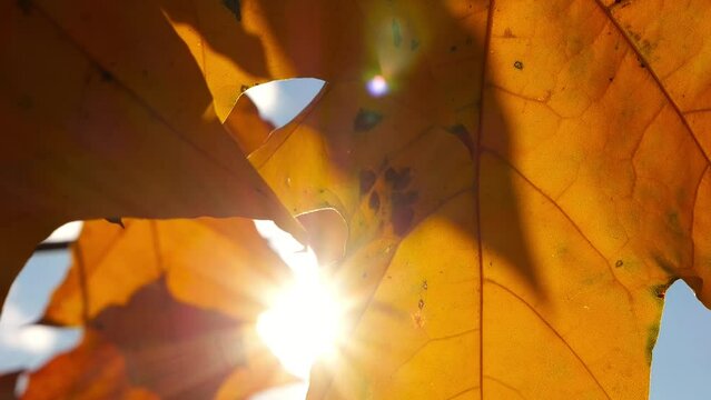 Close up of yellow maple leaves on tree branches gently swaying in the wind at sunset. Sunlight throws through autumn foliage swinging on breeze at forest. Beautiful colorful fall season. Slow motion