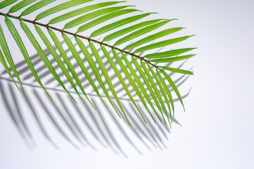 Summer beach backdrop with tropical palm leaves and hard shadows on white background. Minimal...