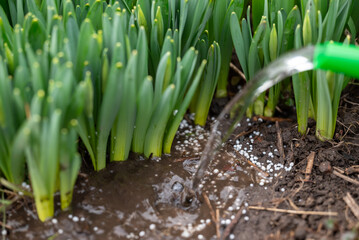 Pouring water on the fertilizer on the ground, close up. Young narcissus plants growing outdoors,...
