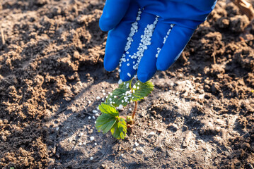 Person in blue medical glove fertilizing the young just planted strawberry sprouse, close up....