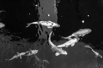 Black and white texture background, many koi fish in the pond. Koi fish under the surface of the water