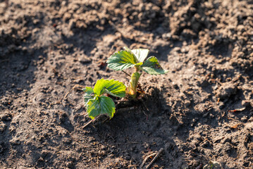 Small young strawberry plant outdoors in black wet soil, lightened with the sun. Spring work in the garden, growing strawberries, caring of plants concepts