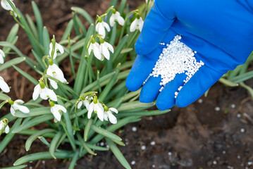 Flowering snowdrop plants, gardener`s hand with fertiliser above them, close up. Concept of caring about plants in spring, enriching the soil with useful components