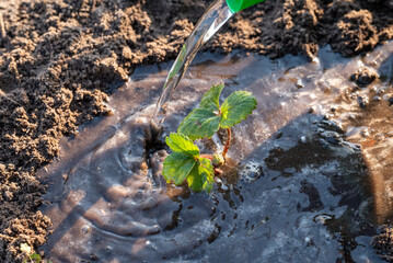 Watering the young just planted strawberry seedling outdoors, close up, sunny weather. Farming, gardening and agriculture concepts, breeding plants in the countryside
