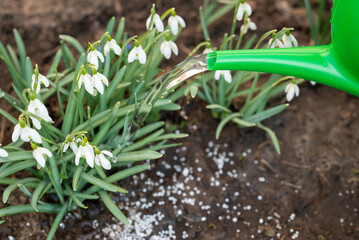 Watering can pouring water on the snowdrop flowers and white fertiliser lying on the ground, close up. Spring time in the countryside, gardening and taking care of plants