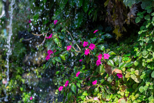 selective focus on small pink flowers growing beside a wet waterfall with green moss Artificial waterfall in the garden Decorating the garden to look shady, juicy and beautiful, natural, 