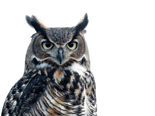 great horned owl isolated on a transparent background. PNG	
