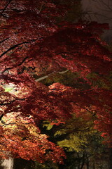 街灯の光に輝く、真っ赤に色づいたモミジの葉