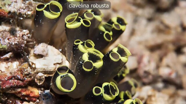 Different types of tunicates
