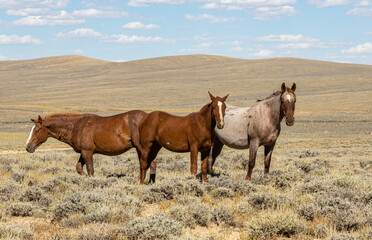 Wild Horse Family