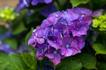 Macro image, blue hydrangea flower background