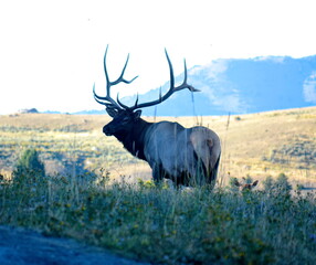 Bull Elk Show Off