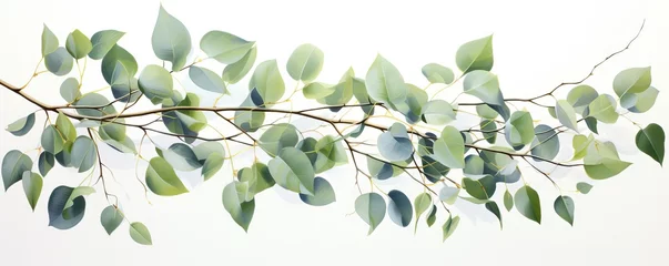 Foto op Plexiglas A branch of eucalyptus leaves painted in watercolors. © Expert Mind