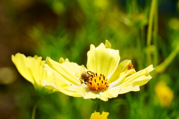 コスモスにとまるミツバチ