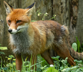 red fox in the wild