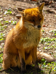 red fox in the wild