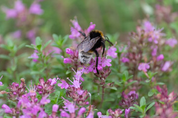Bumblebee dusts purple flowers in spring