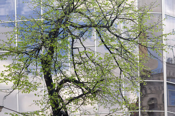 Green tree against the background of the facade of an office building