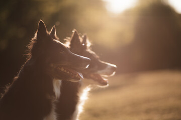 two border collie dogs sitting head profile portrait in a park in the summer