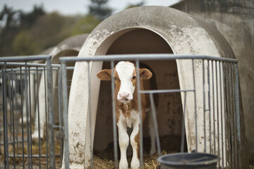 Horizontal portrait of a brown and white calf, young cow, standing in a cage at a bio dairy farm...