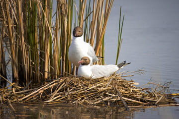 Blackheaded Gulls Couple Nesting Close
