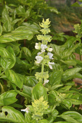 長居植物園のバジル