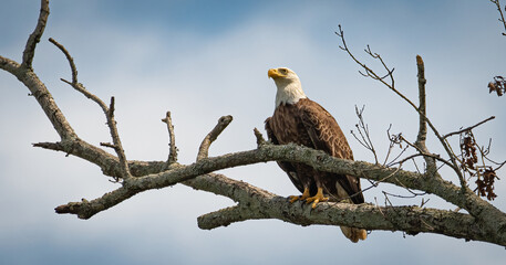 Alabama Eagle