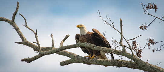 Alabama Eagle