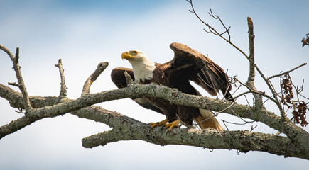 Alabama Eagle