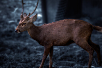 The male Bawean deer (Axis kuhlii), it is a highly threatened species of deer endemic to the island...