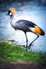 Gray crowned crane The background is water.