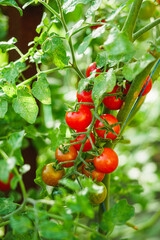 fresh juicy cherry tomatoes in the greenhouse